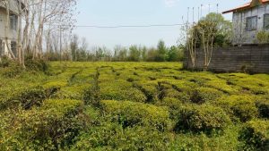 باغ چای در گیلان