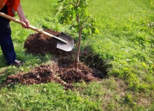 فروش فوری باغی برای درختکاری باغداری
